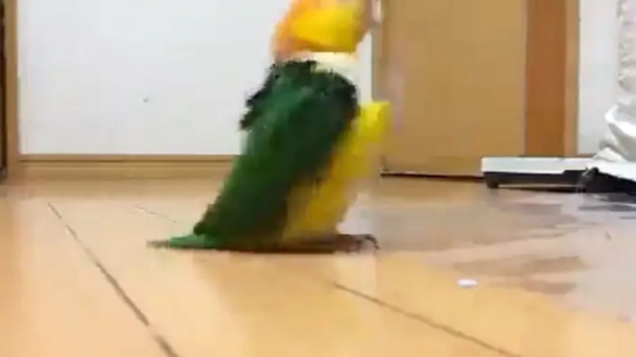 VIDEO : पोपटाची चालण्याची स्टाईल पाहून हसून लोटपोट व्हाल ... व्हिडीओ एकदा पाहाच!