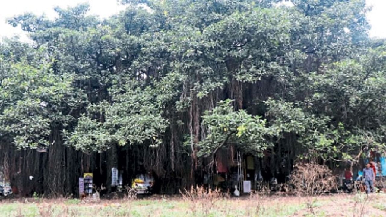 Nashik Trees | नाशिकमधल्या 'त्या' 200 वर्षे जुन्या वटवृक्षाला आदित्य ठाकरे देणार भेट; पर्यावरणप्रेमींच्या आंदोलनाला बळ!
