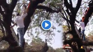 Video | ...आणि आमदार संदीप क्षीरसागर चक्क स्वतः झाडावर चढले! असं त्यांनी नेमकं का केलं?