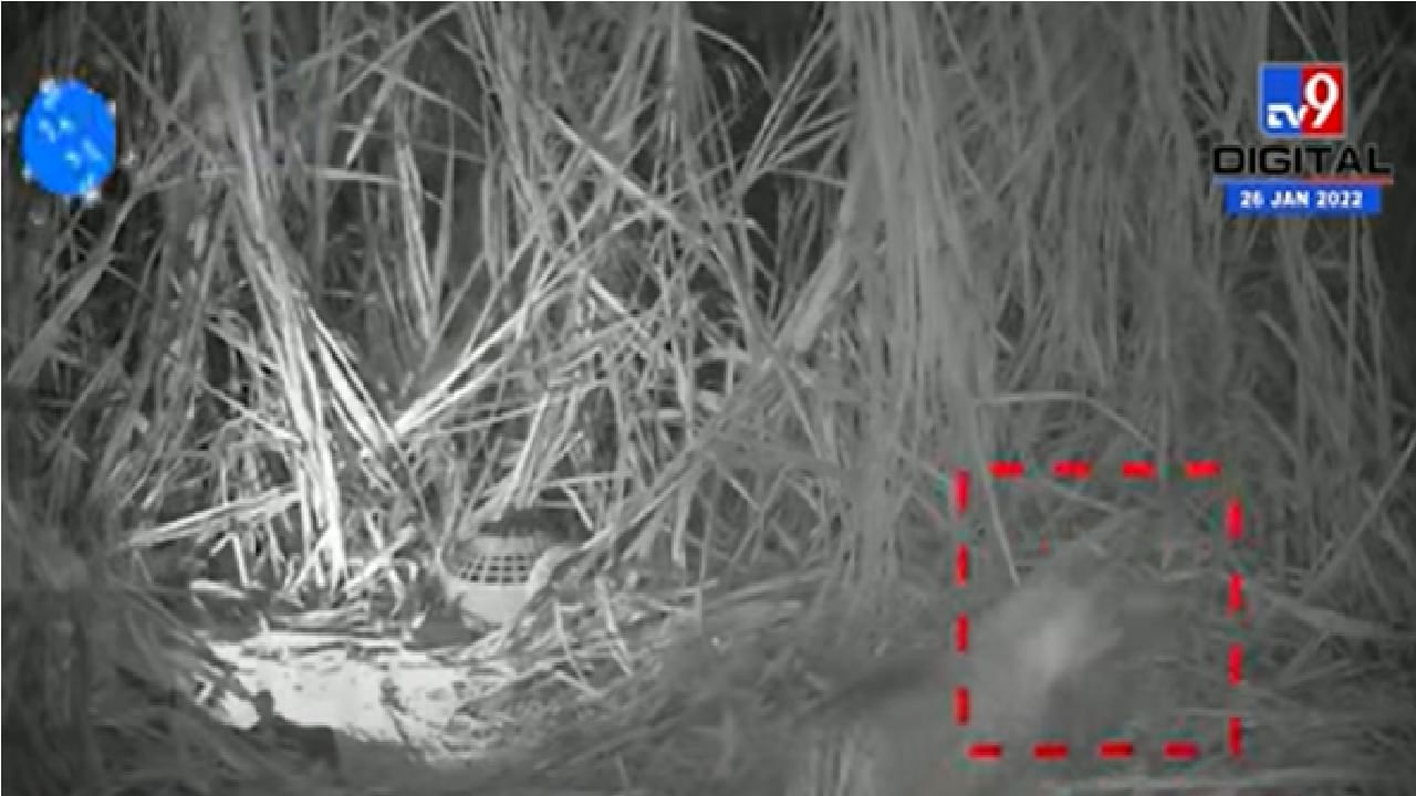 Video | शेवटी आईचं काळीज ! बछड्यांना घेण्यासाठी मादी बिबट्या 2 दिवसांनी परतली