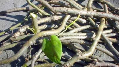 Medicinal Plants : कोरोना काळात वाढतेय औषधी वनस्पतीचे महत्व, तुळशीच्या रोपांना अधिकची मागणी