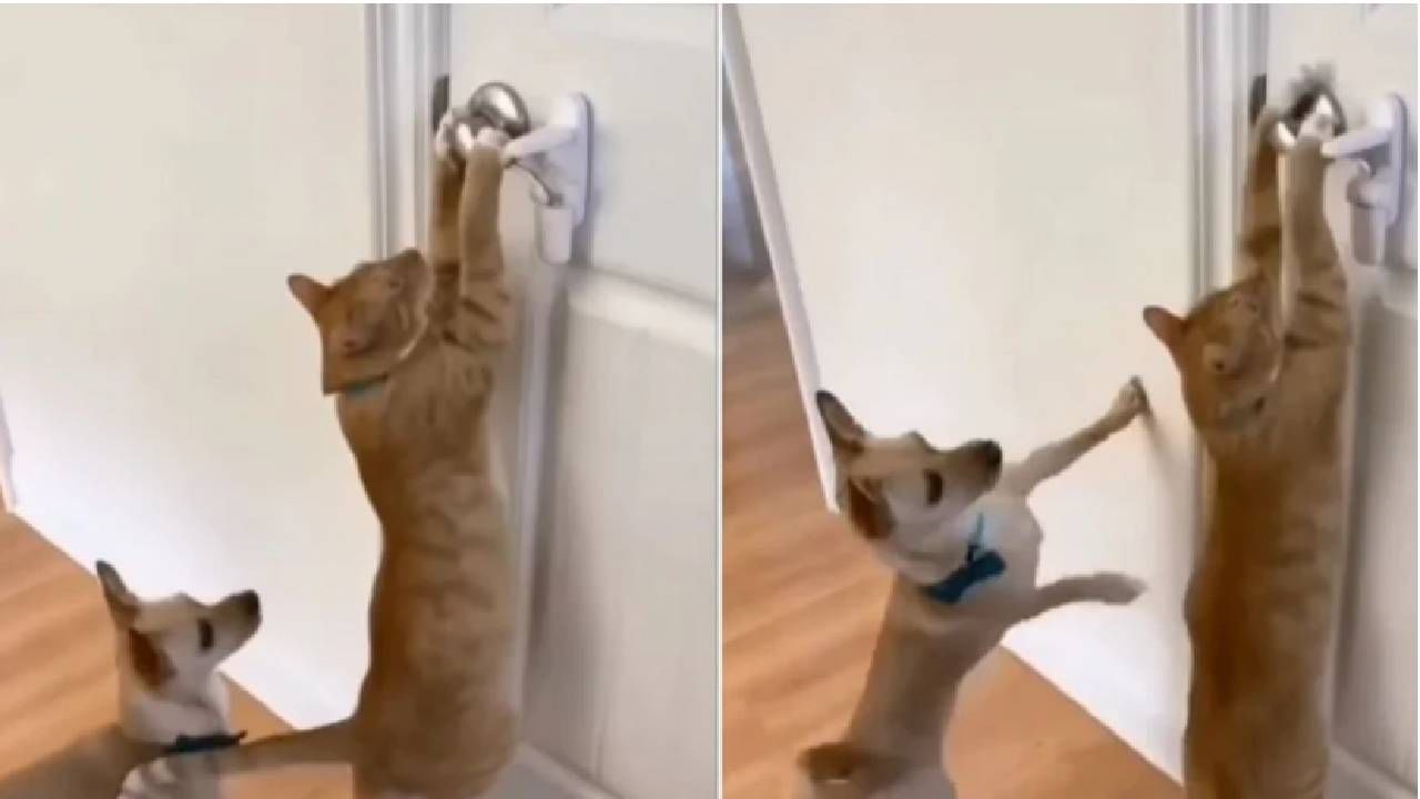 Video : असा दरवाजा तर पटाईत चोरही खोलणार नाही, कुत्र्यासोबत मिळून मांजरीने टाकला डाका