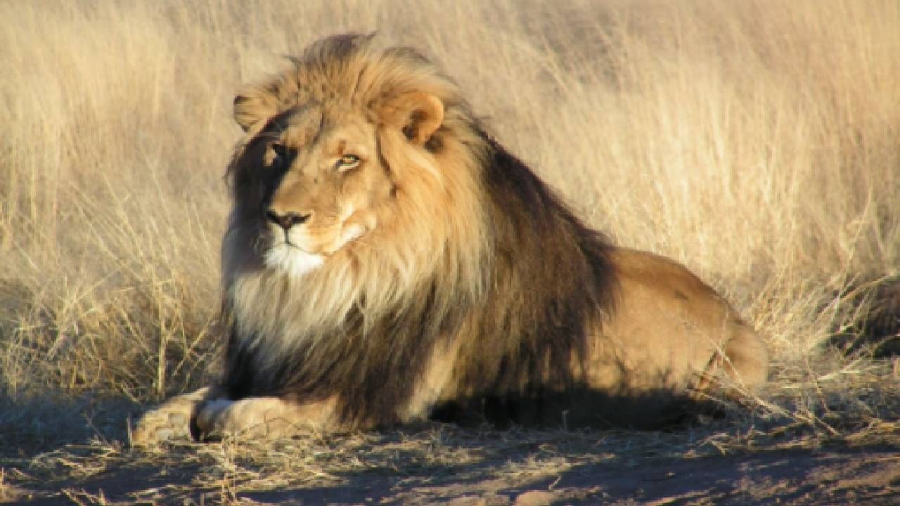 काय खरंच सिंह हा जंगलाचा राजा आहे, या गोष्टीत किती आहेत तथ्य?