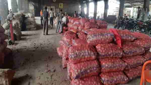 सोलापूर बाजार समितीत 61 वर्षातील कांद्याची विक्रमी आवक, 1200 गाड्यांची आवक, 16 कोटींची उलाढाल