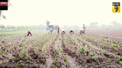 काय आहे अल्पभूधारक शेतकऱ्याच्या बजेटकडून अपेक्षा