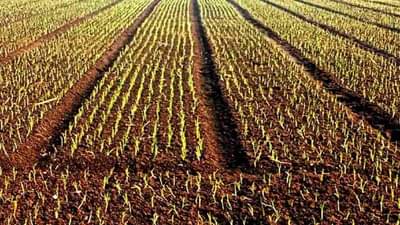 Onion : कांदा लागवडीच्या योग्य पध्दती, कृषितज्ञांचा काय आहे शेतकऱ्यांना सल्ला?