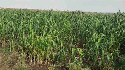 आढावा रब्बीचा : पीक पध्दतीमध्ये बदल, हरभराच मुख्य पीक तर ज्वारीच्या पेऱ्यात घट