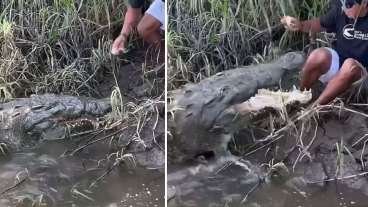 Viral Video : मुलगा मगरीला खाऊ घालत होता खाद्य आणि अचानक... Viral Video : मुलगा मगरीला खाऊ घालत होता खाद्य आणि अचानक...
