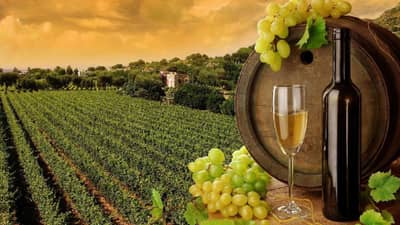 Wine Capital Nashik | नाशिक वाईन कॅपिटल कसे झाले; ऐतिहासिक पिंपेनची कशी झाली सुरुवात?