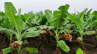 Banana : केळीची आवक घटूनही दर स्थिरावलेलेच, केव्हा बदलणार चित्र?