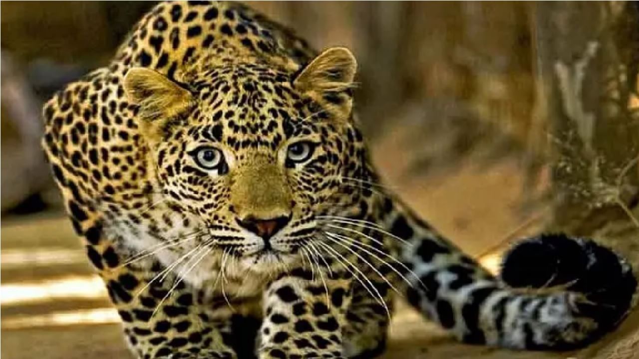 Nashik leopard | नाशिकमध्ये पुन्हा 1 बिबट्या जेरबंद; 21 दिवसांत 2 पकडले, नागरिकांची भीतीने गाळण!