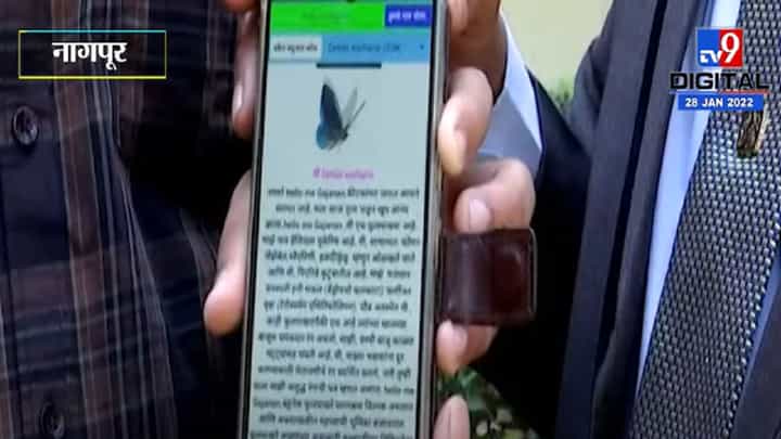 नागपुरात पहिल्यांदाच माणसांशी बोलणारं फुलपाखरू नागपुरात पहिल्यांदाच माणसांशी बोलणारं फुलपाखरू
