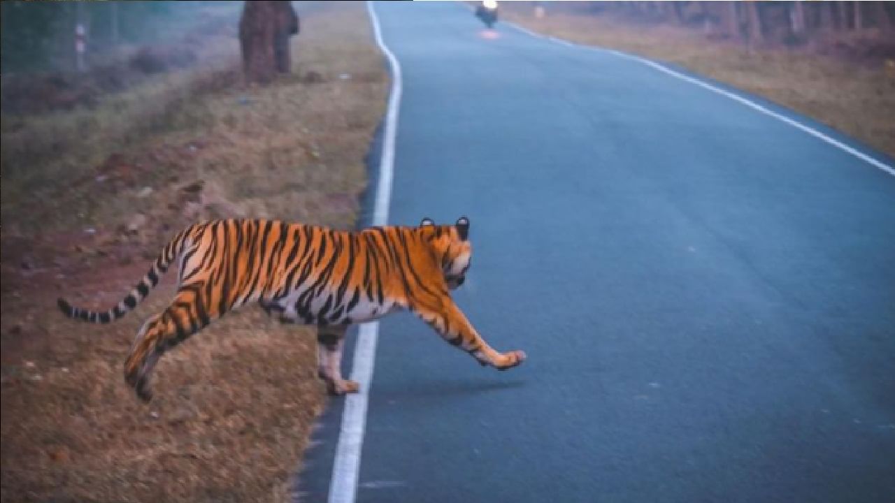 'कान्हा नॅशनल टायगर रिजर्व्ह फॉरेस्ट'मध्ये जंगली प्राण्यांचे काढलेले फोटो त्यांनी शेअर सोशल मीडियावर केले आहेत.  