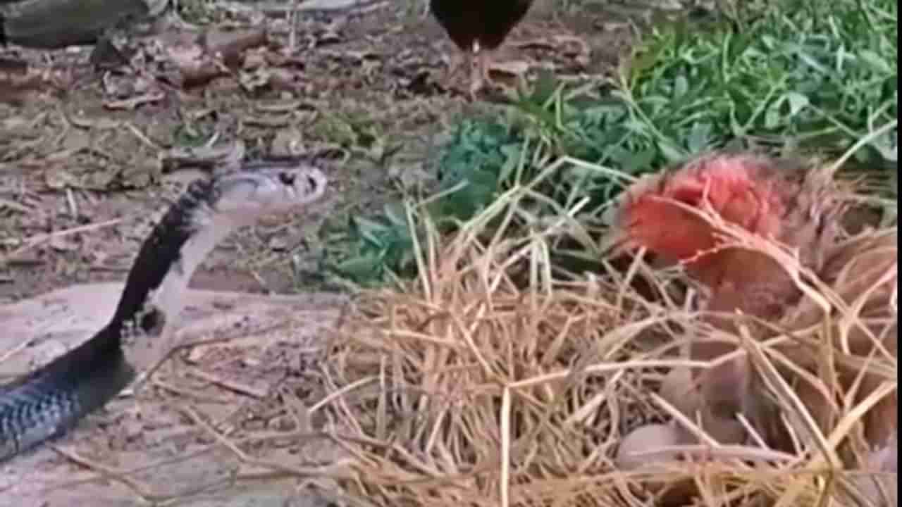 Video Viral : अंडी वाचवण्यासाठी कोंबडीनं घेतला कोब्राशी पंगा; आपल्या चोचीनं केला हल्ला, अखेर...
