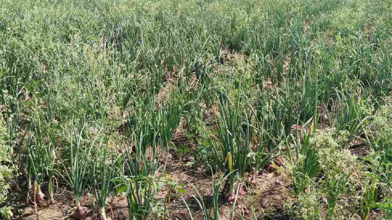 Summer Onion : वाढीव कांदा उत्पादनाचे करायचे काय? सरकारच्या धोरणावरच कांदा दराचे भवितव्य..!