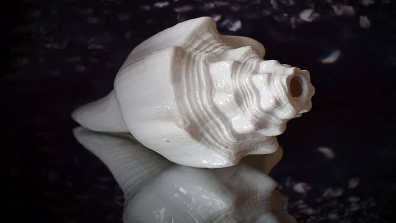 Conch Shell Remedies | विष्णूच्या आवडत्या शंखाची उत्पत्ती नेमकी झाली तरी कशी ? जाणून घ्या शंखासंबंधीत रहस्य
