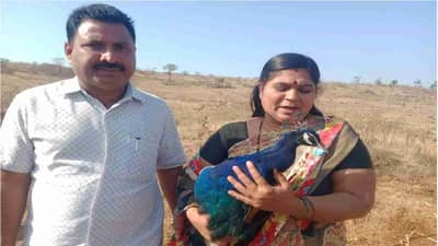 PHOTO| घारीचा मोरावर गंभीर हल्ला, नागरिकाकडून मायेची सावली, तत्काळ उपचार, डॉक्टरांकडून एक्सरेही काढला