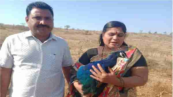 PHOTO| घारीचा मोरावर गंभीर हल्ला, नागरिकाकडून मायेची सावली, तत्काळ उपचार, डॉक्टरांकडून एक्सरेही काढला
