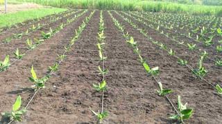 Silk Farming: म्हणून पीक पध्दतीमध्ये बदल गरजेचा, रेशीम कोषचे दर अवाक् करणारे..!