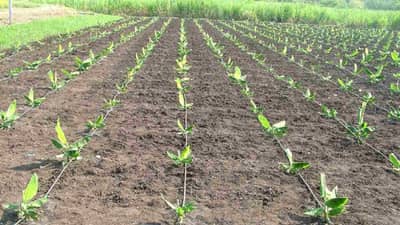 केळीच्या दरात घसरण, आता लागवडीपासूनचे नियोजन गरजेचे, काय आहे कृषितज्ञांचा सल्ला ?