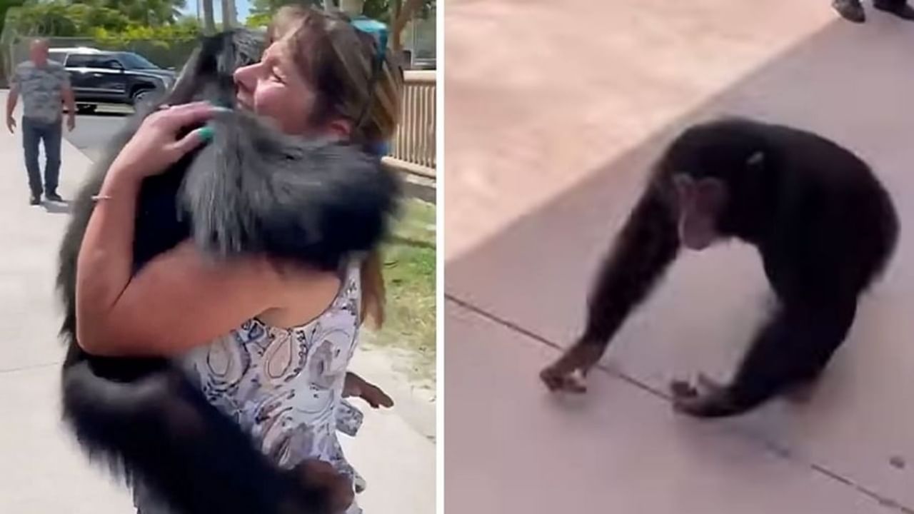 Chimpanzee : धावत जाऊन चिंपांझीनं महिलेला मिठी मारली, Viral Video पाहून यूझर्स भावुक