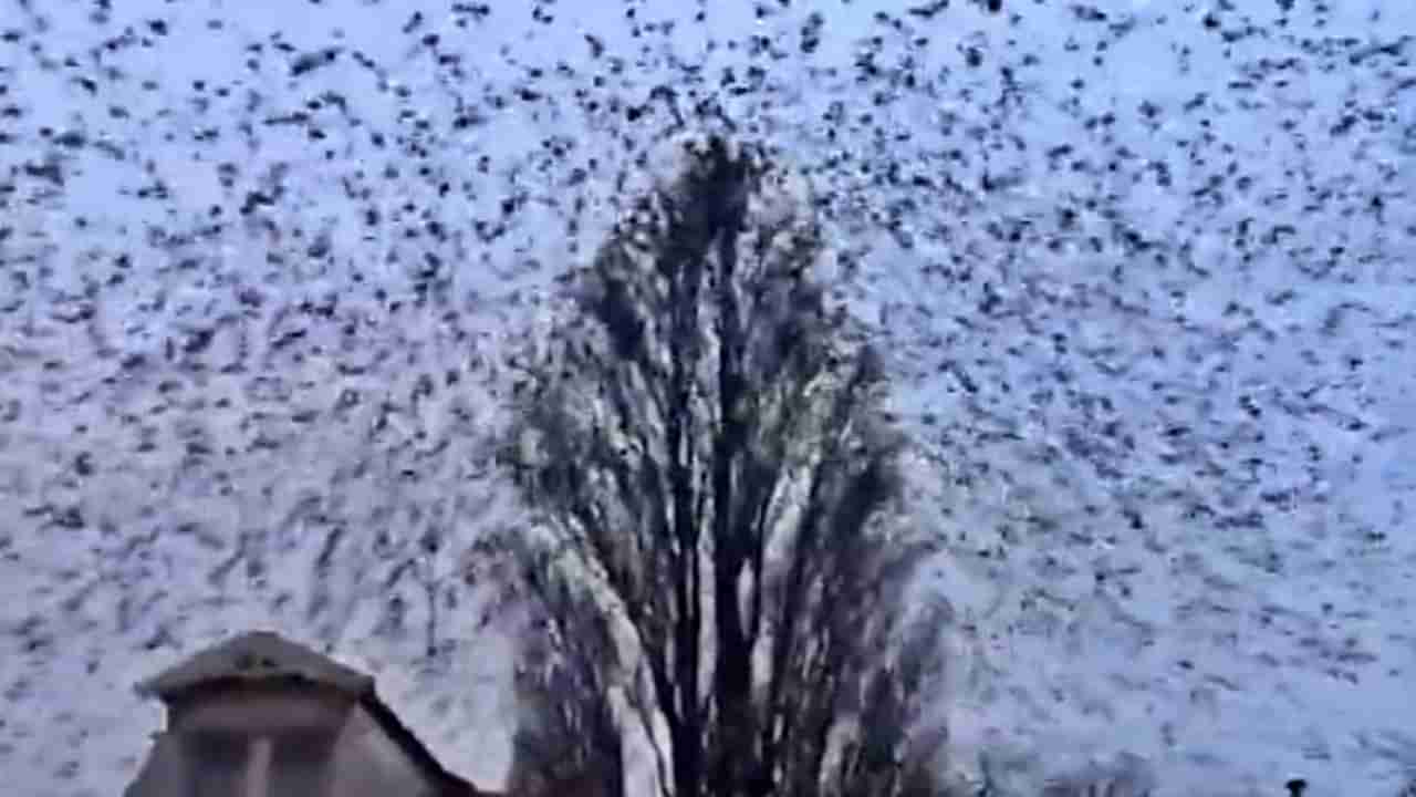Incredible : नशिबानंच शहरात क्वचित दिसणारं हे दृश्य मनाला प्रसन्न करेल, पक्ष्यांचा हा Video पाहाच