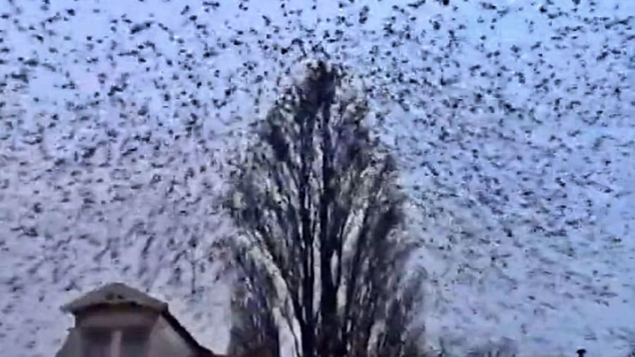 Incredible : नशिबानंच शहरात क्वचित दिसणारं हे दृश्य मनाला प्रसन्न करेल, पक्ष्यांचा 'हा' Video पाहाच
