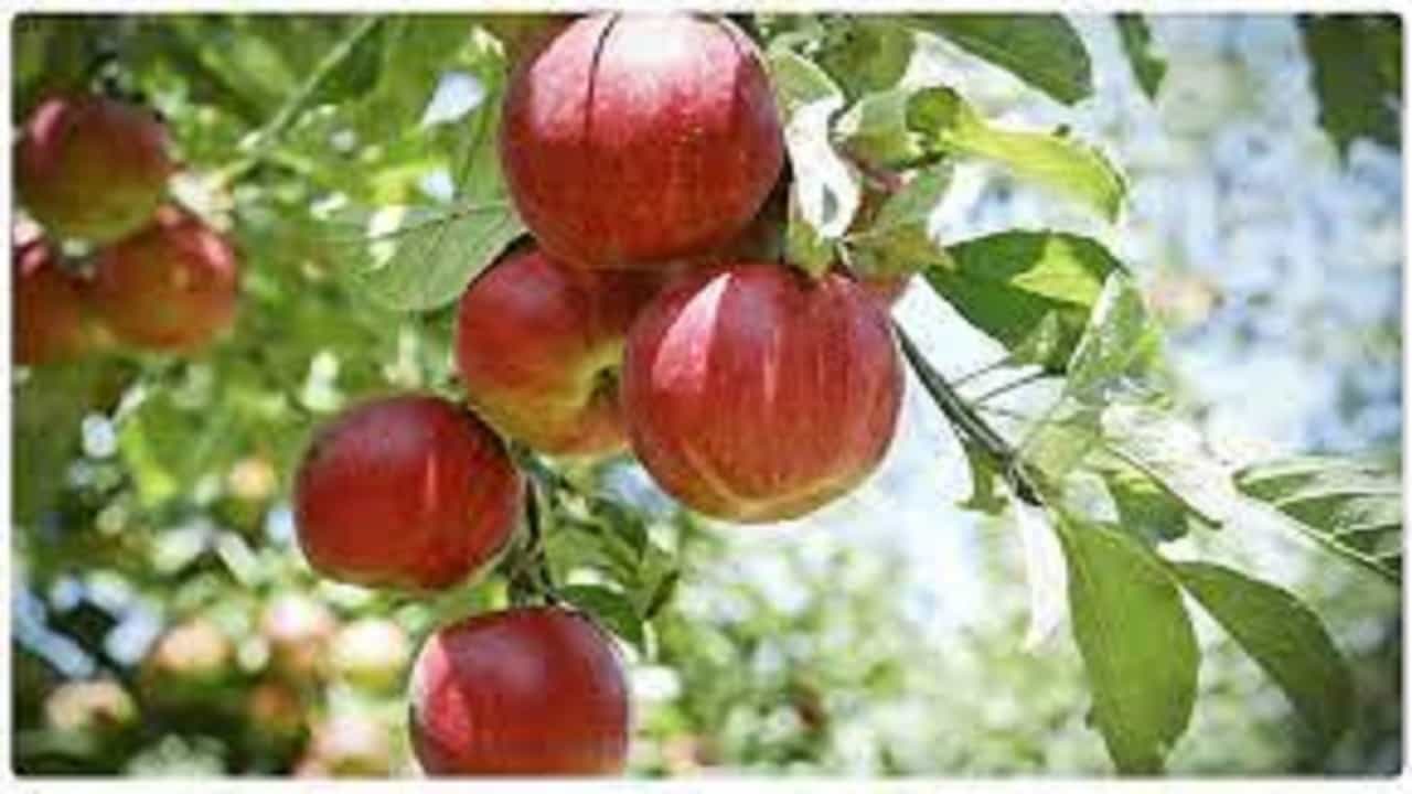 सफरचंदाची साल फेकताय... अनेक पध्दतीनेही होऊ शकतो उपयोग