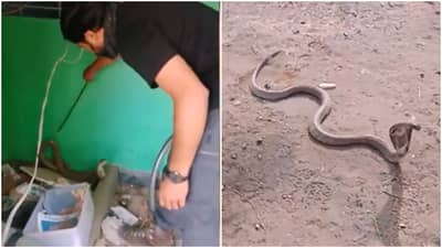 घरात घुसला कोब्रा, वाचवण्यासाठी गेलेल्या सर्पमित्रावरच करतोय हल्ला, पाहा Viral Video
