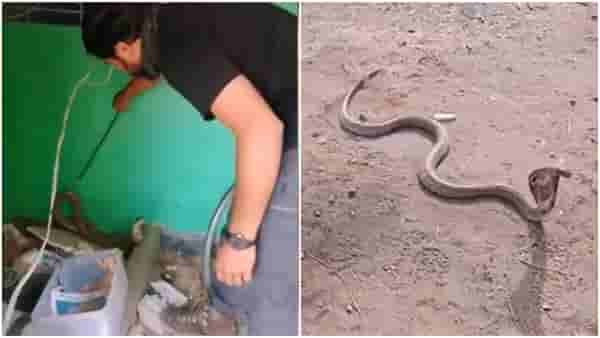 घरात घुसला कोब्रा, वाचवण्यासाठी गेलेल्या सर्पमित्रावरच करतोय हल्ला, पाहा Viral Video