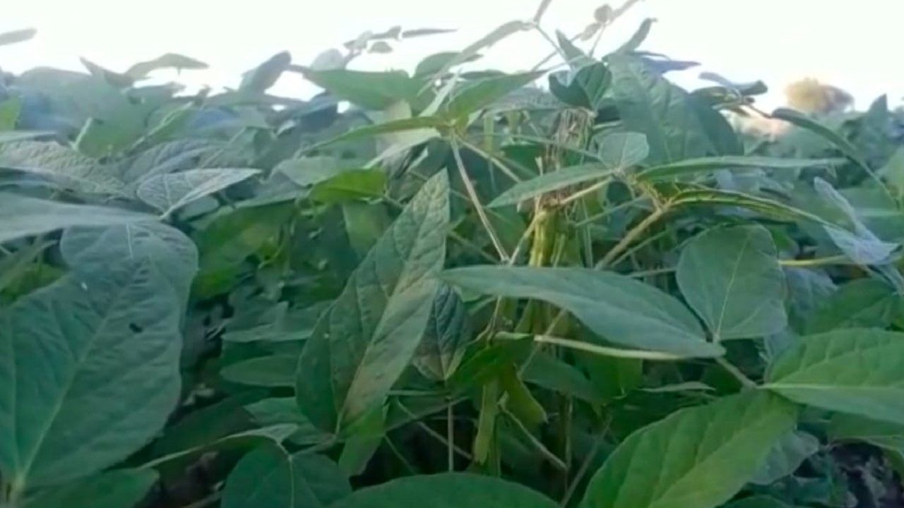Positive News: खरिपात झालेले नुकसान उन्हाळी हंगामातून भरुन निघणार..! सोयाबीनला फलधारणा Positive News: खरिपात झालेले नुकसान उन्हाळी हंगामातून भरुन निघणार..! सोयाबीनला फलधारणा