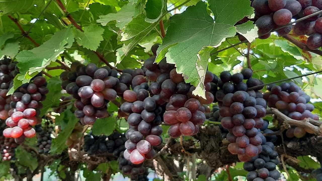 Grapes Mahotsav : पर्यटन संचालनालयामार्फत द्राक्ष महोत्सवाचे आयोजन, विविध व्यंजनांचा स्वाद चाखण्याची संधी मिळणार