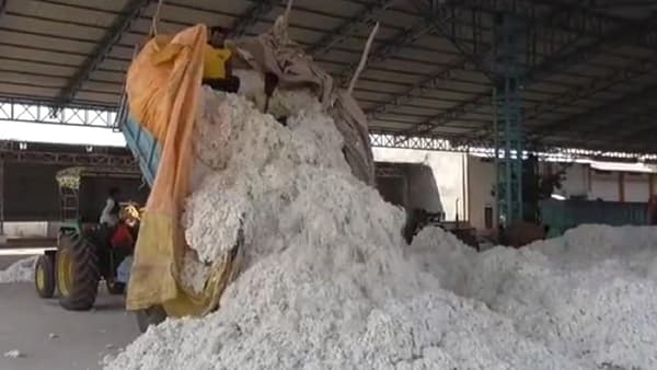 Cotton Rate: पांढर सोनं अजूनही घरातच, दरावरुन शेतकऱ्यांच्या मनात संभ्रम कायम, काय आहे सल्ला?