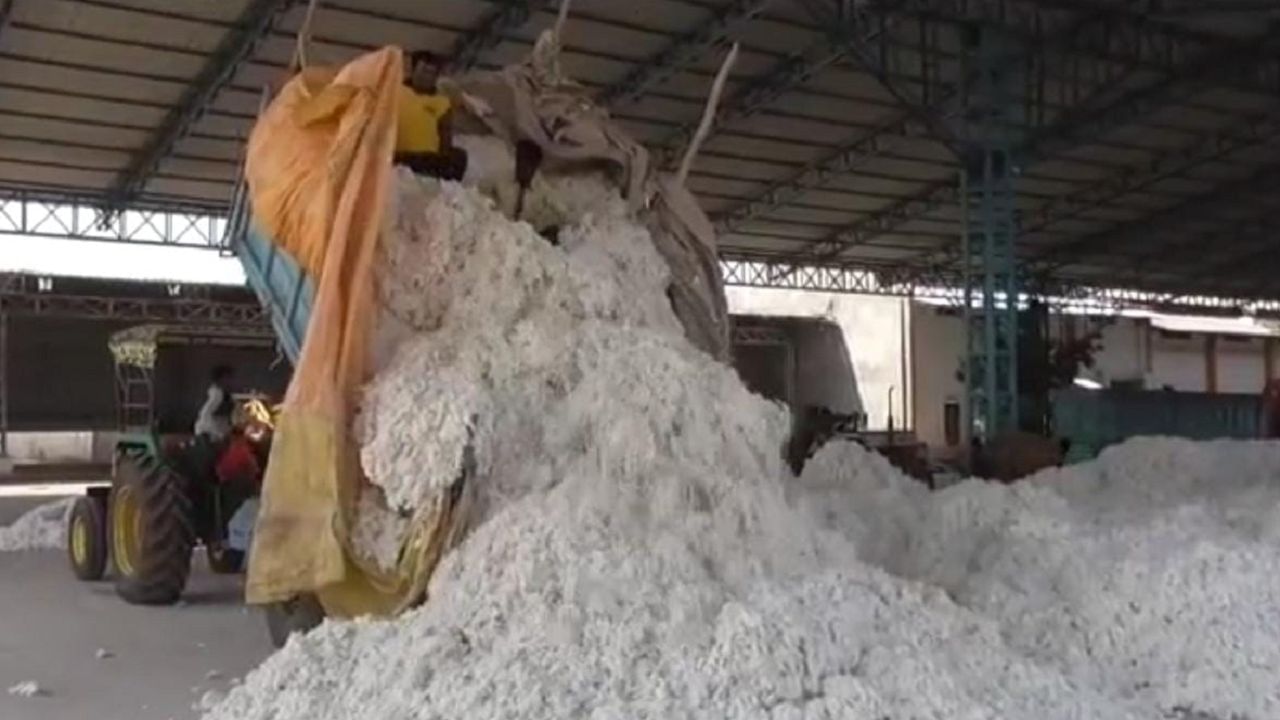Cotton Crop: कापसाचा दुहेरी फायदा, शेतकऱ्यांना वाढीव दर अन् बाजार समित्यांच्या उत्पादनातही भर..!