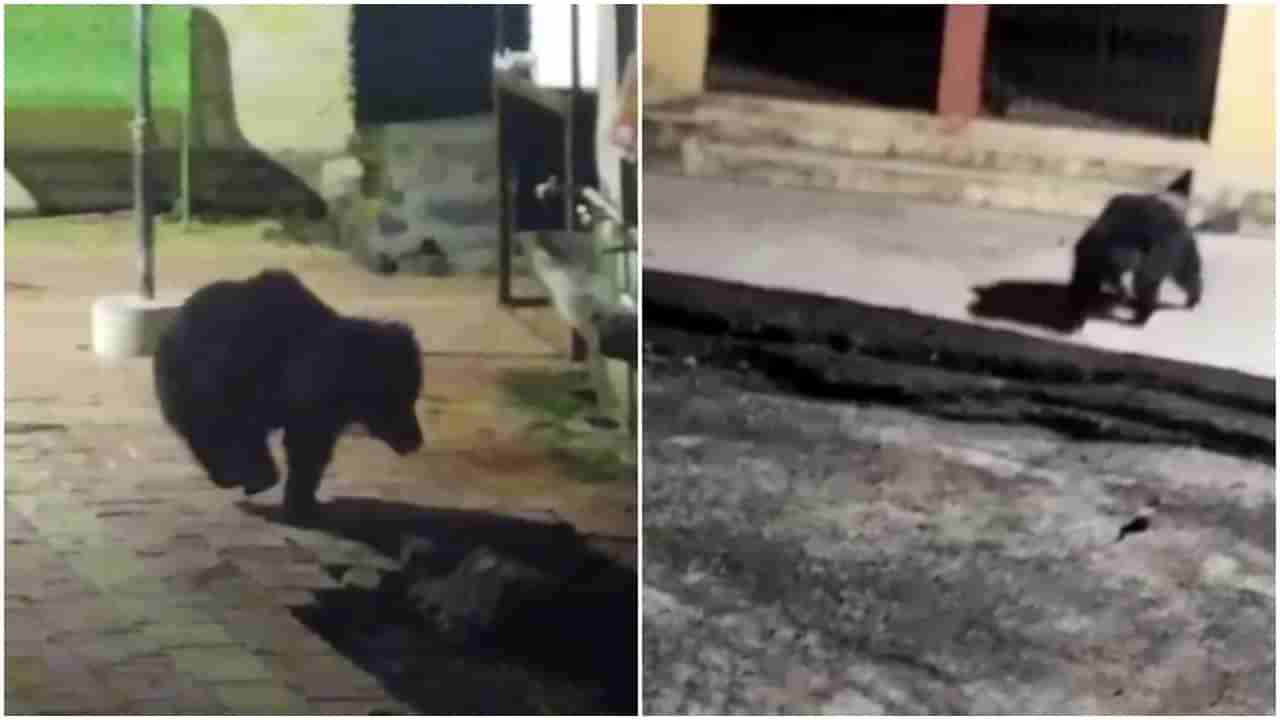 Viral Video : ग्रामस्थांनी अस्वलाला केलं मोबाइल कॅमेऱ्यात कैद, जाळीचा देव मंदिर परिसरात मुक्त संचार