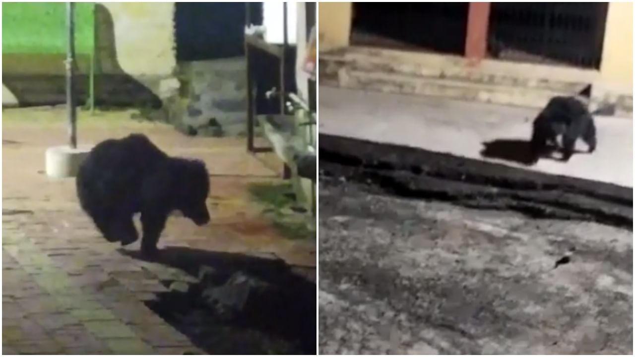 Viral Video : ग्रामस्थांनी अस्वलाला केलं मोबाइल कॅमेऱ्यात कैद, जाळीचा देव मंदिर परिसरात मुक्त संचार Viral Video : ग्रामस्थांनी अस्वलाला केलं मोबाइल कॅमेऱ्यात कैद, जाळीचा देव मंदिर परिसरात मुक्त संचार