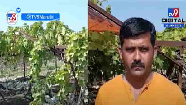 थंडीचा फटका द्राक्ष बागांना, द्राक्ष उत्पादक शेतकऱ्यांचं आर्थिक गणित कोलमडलं