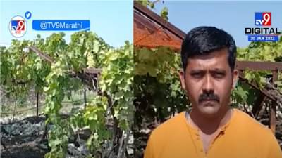 थंडीचा फटका द्राक्ष बागांना, द्राक्ष उत्पादक शेतकऱ्यांचं आर्थिक गणित कोलमडलं