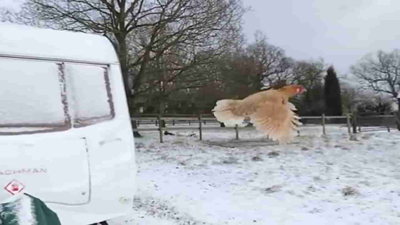 Chicken fly Viral Video : हवेत अशी लांब आणि उंच उडणारी कोंबडी कधी पाहिली नसेल