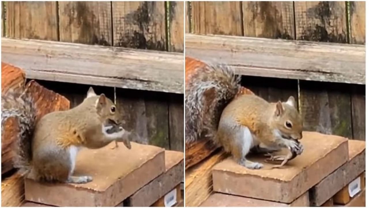 Nature Video Viral : खारूताईचा रुद्रावतार, घेतला असा काही चावा, की सरडा कोमात!