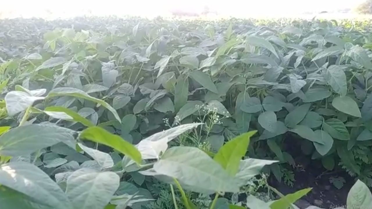 नांदेड जिल्ह्यात उन्हाळी सोयाबीनची विक्रमी लागवड नांदेड जिल्ह्यात उन्हाळी सोयाबीनची विक्रमी लागवड