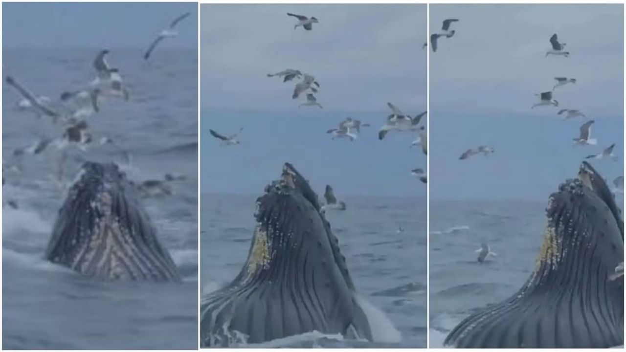Latest Viral video : पक्ष्यांचा थवा समुद्रावर घालत होता घिरट्या, अचानक भला मोठा व्हेल आला पाण्याबाहेर आणि...