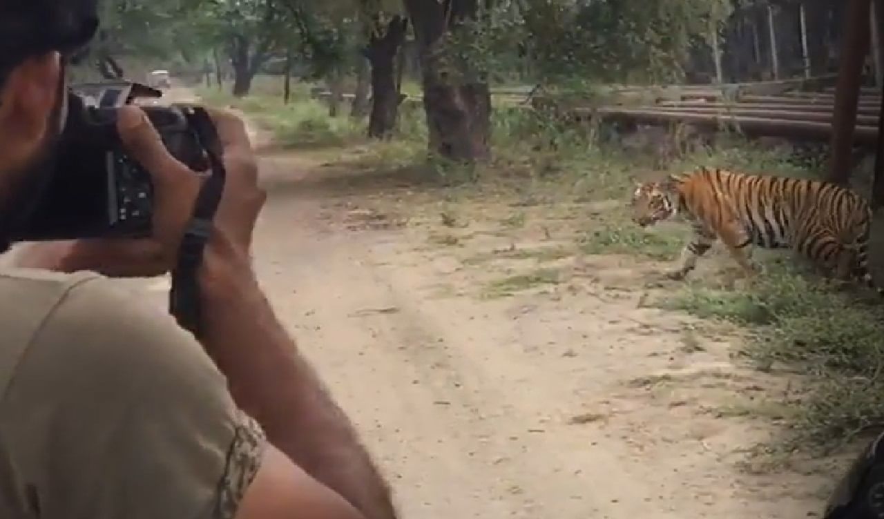 VIDEO: चंद्रपुरात वाघांच्या फोटोसाठी छायाचित्रकार सैराट, फोटो काढायची हौस बेतू शकते जीवावर, नियम धाब्यावर