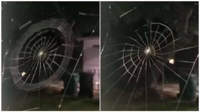 कोळी नव्हे चित्रकारच जणू! पाहणाऱ्यालाही अडकवतो आपल्या जाळ्यात, Video Viral