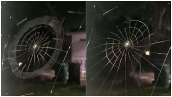 कोळी नव्हे चित्रकारच जणू! पाहणाऱ्यालाही अडकवतो आपल्या जाळ्यात, Video Viral