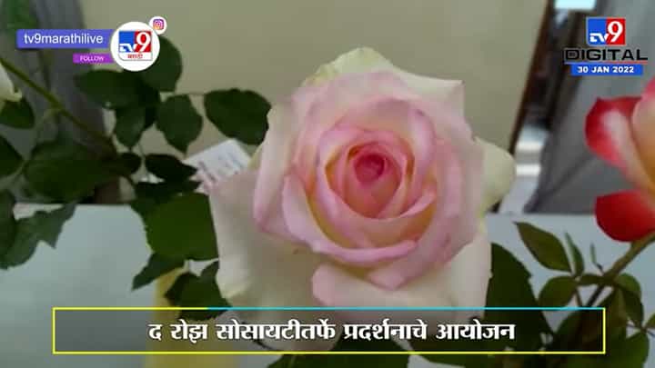 पुण्यात 250 जातींच्या गुलाबांचं प्रदर्शन, प्रदर्शनाचं 105वं वर्ष | Pune Rose Exhibition | पुण्यात 250 जातींच्या गुलाबांचं प्रदर्शन, प्रदर्शनाचं 105वं वर्ष | Pune Rose Exhibition |