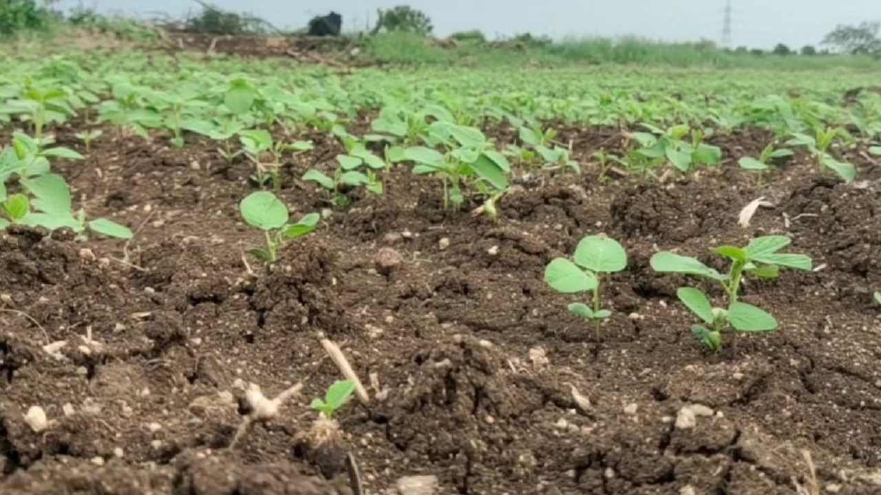 Soybean Crop: उन्हाळी सोयाबीनने मिटणार खरिपातला प्रश्न, शेतकऱ्यांना घ्यावी लागणार 'ही' काळजी..!