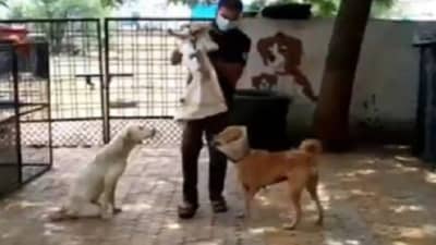 कुत्रं पाळायचंय! या आणि देशी कुत्र्याचं पिल्लू घेऊन जा; प्राणीमित्र संघटनेचा दत्तक देण्याचा उपक्रम