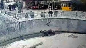 Video : पाषाणदृदयी मातेनं चिमुरडीला ढकललं अस्वलाच्या आवारात, प्राणीसंग्रहालयातलं धक्कादायक CCTV फुटेज Viral