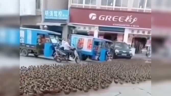 Video : या पक्ष्यांना पाहून तुम्हीही म्हणाल, ही बटालियन आहे की संपूर्ण सेना!